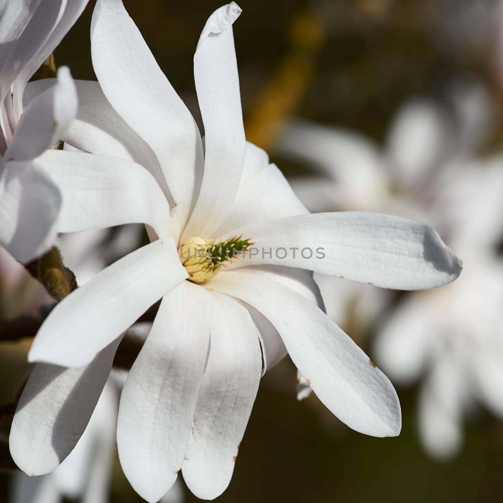 blooming star magnolia in the park
