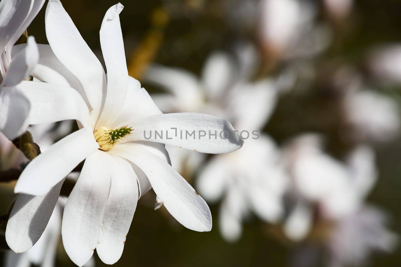 blooming star magnolia in the park