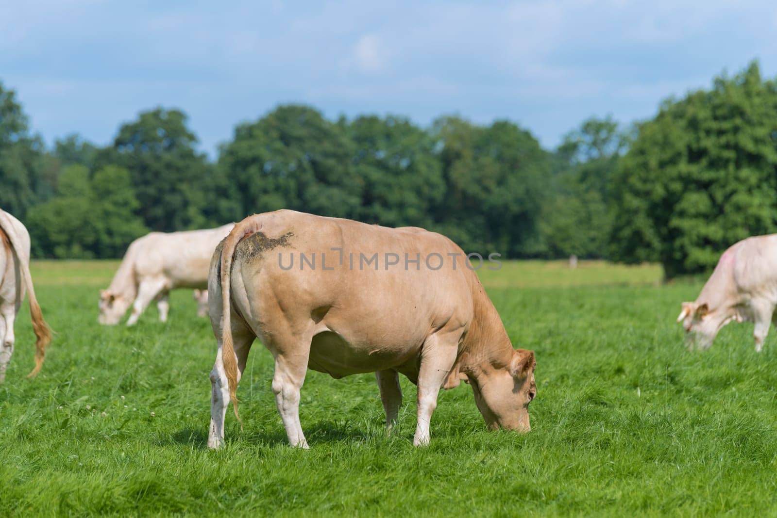 group of grazing brown cows in a dutch meadow