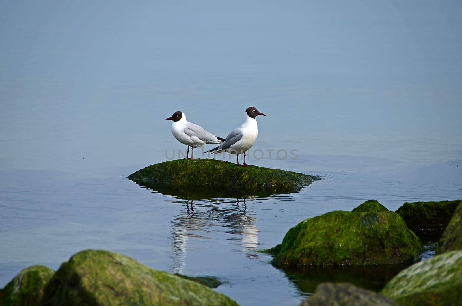 Pair of seagulls