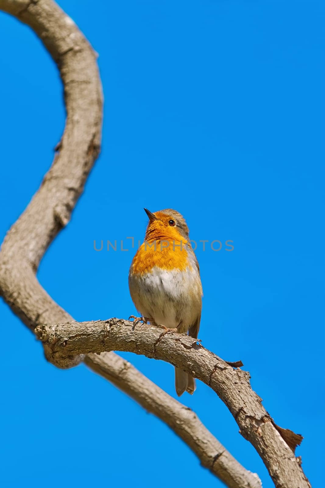 European Robin (Erithacus rubecula) Perching on a Branch of the Tree