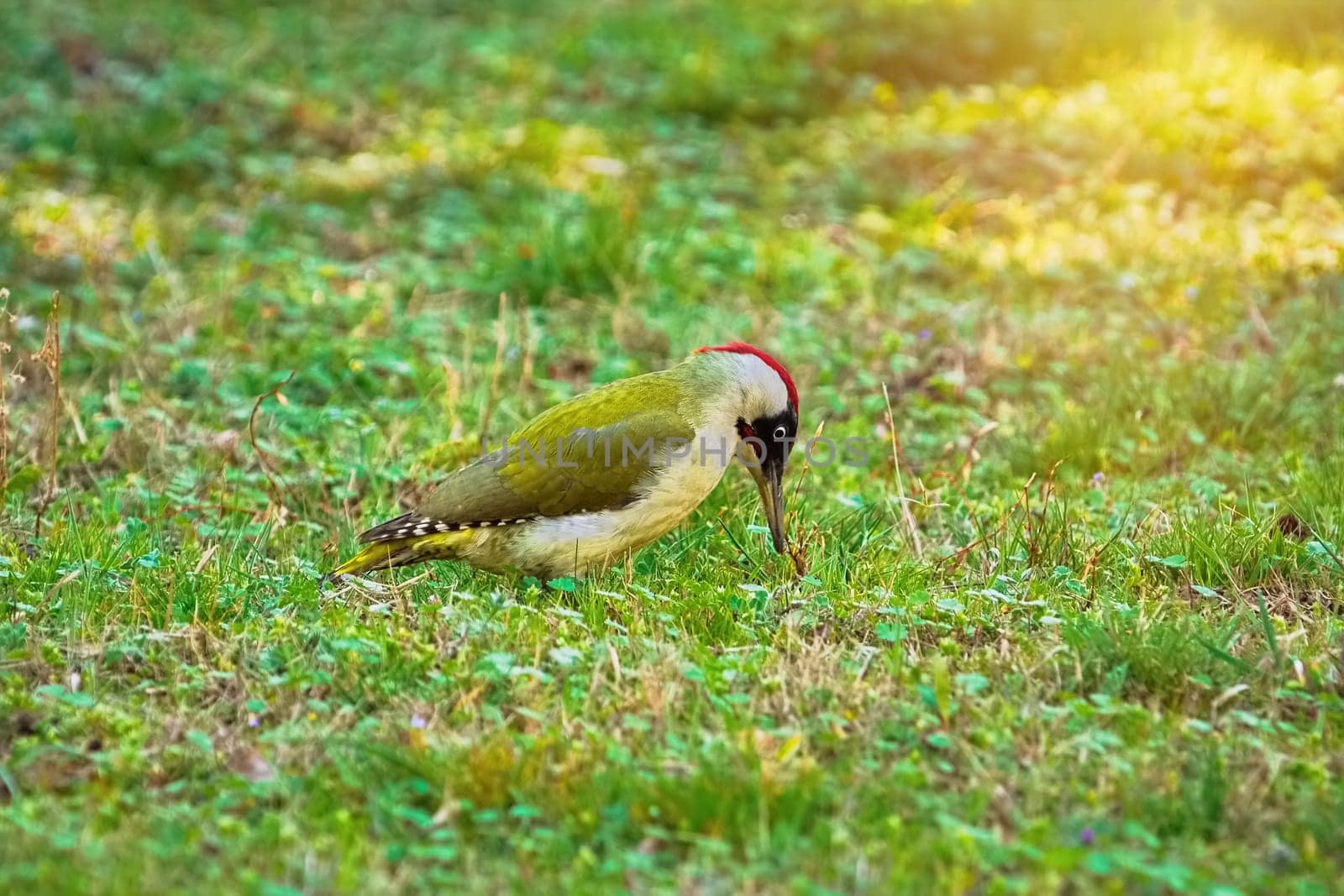Green Woodpecker Looking for a Food on the Ground