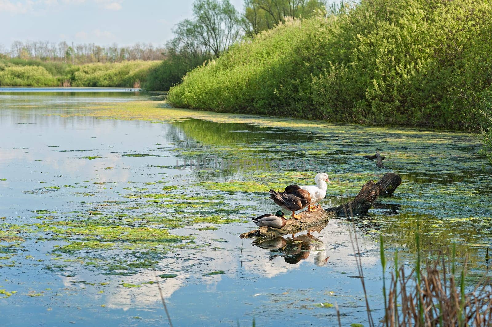 Three ducks on a log in the Lake.