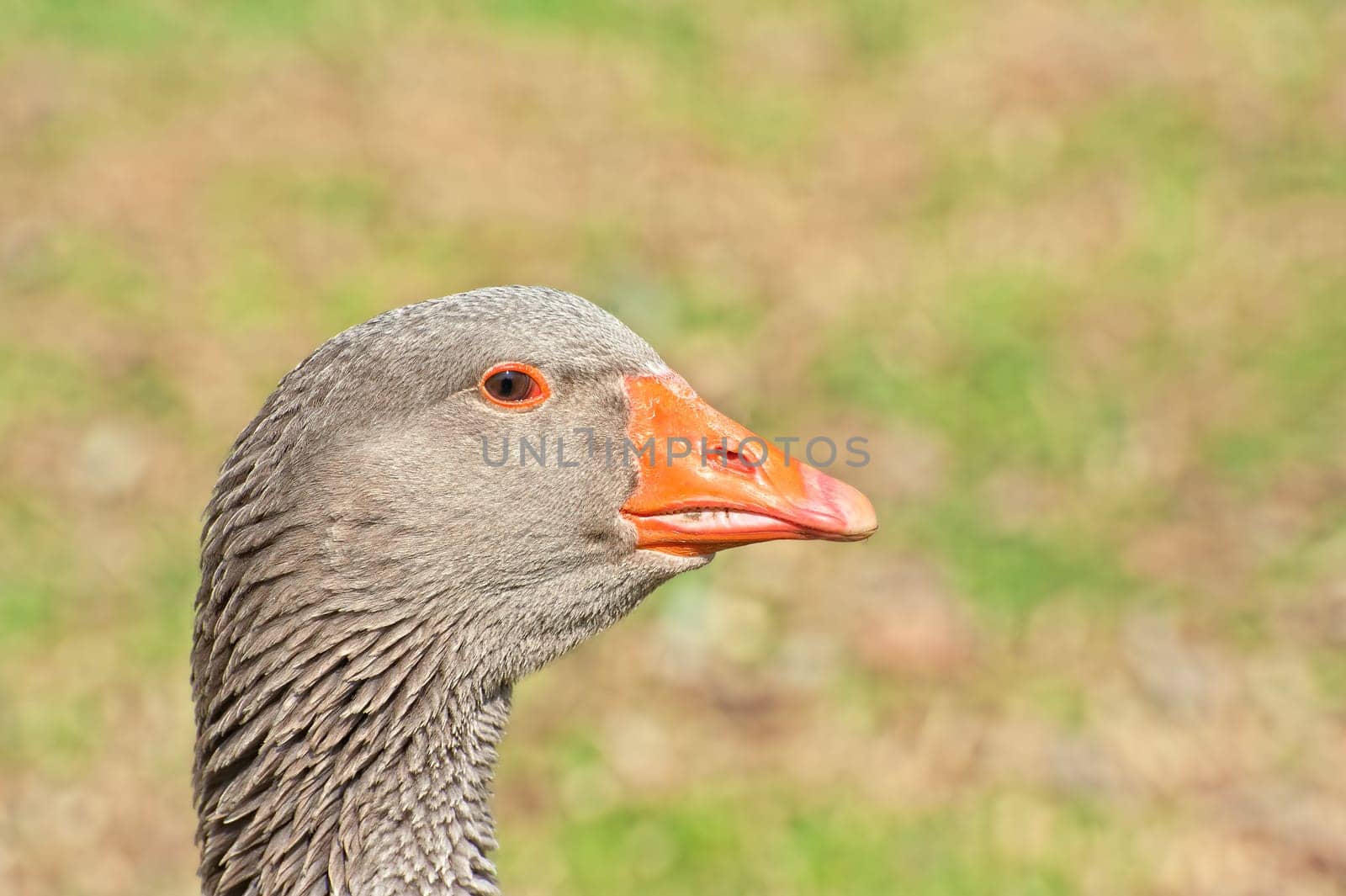 Portrait of Greylag Goose. Domestic goose.