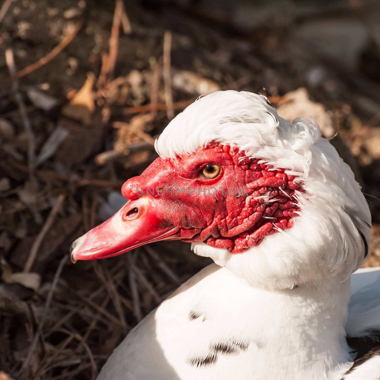 Portrait of Muscovy duck (Cairina moschata). Domestic duck. (Cairina moschata domestica)
