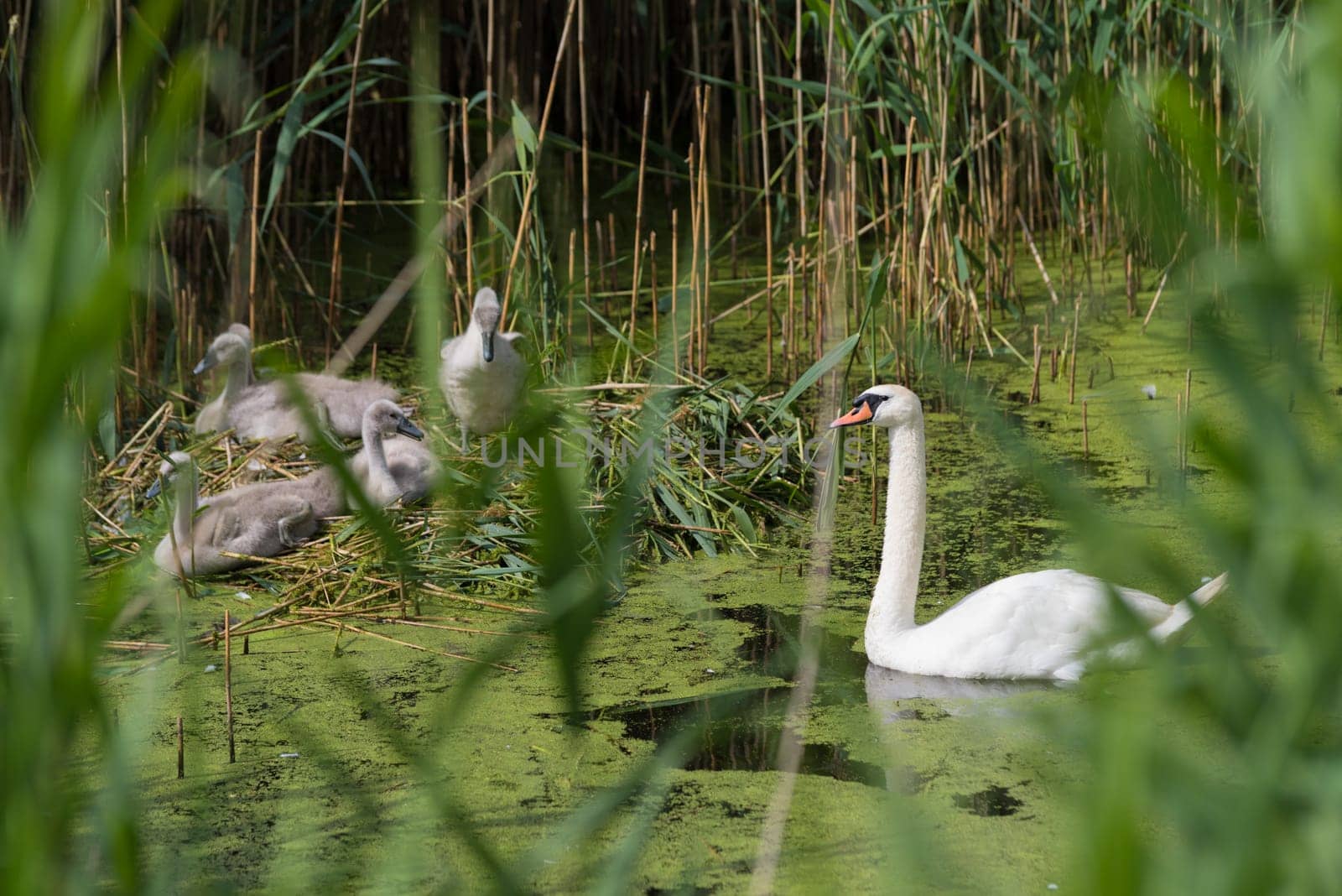 swan guarding his nest with young chicks between the reed