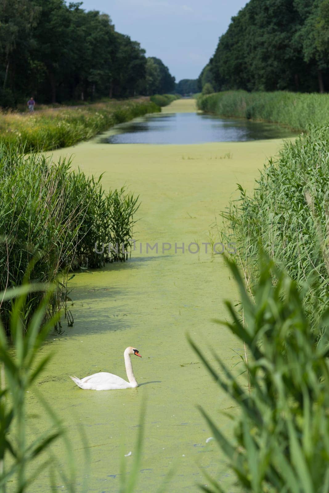 single white swan between the reed in a beautiful canal in the netherlands