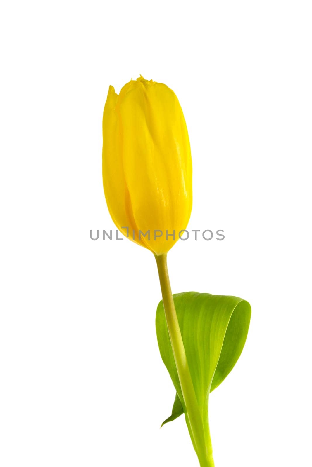 Yellow tulip cropped on white background