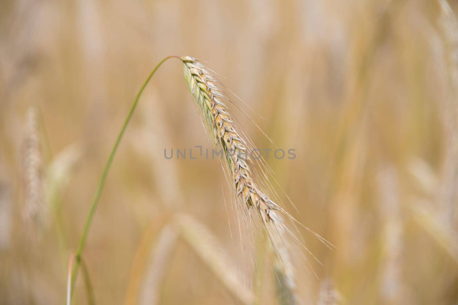 closeup of ripe wheat ears in summer
