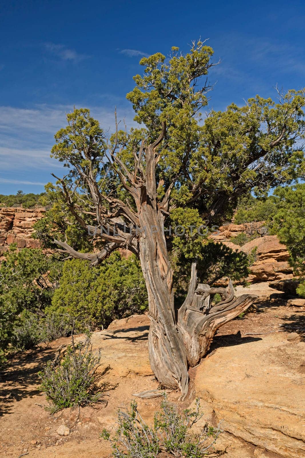 Gnarled Juniper Tree in the Desert above Canyon de Chelly in Arizona