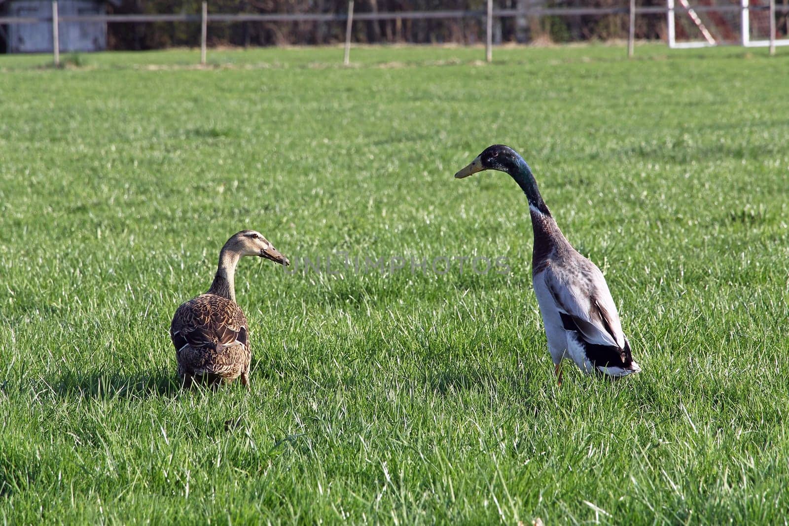 A pair of Laufenten on a meadow