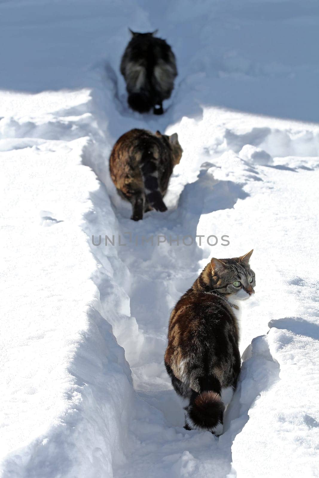 Three cats run through the high snow