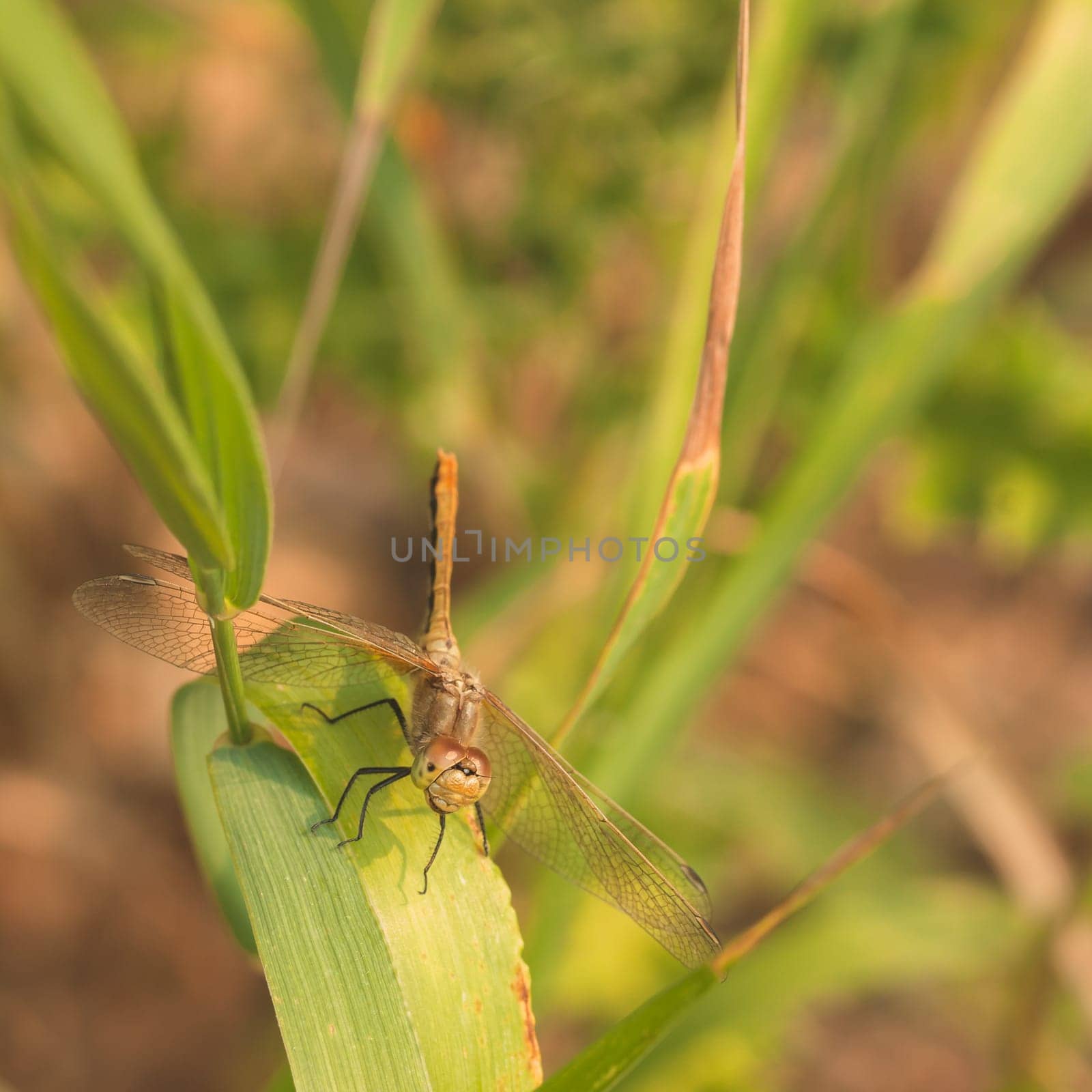Macro of a brown cherry-faced meadowhawk dragonfly resting on a blade of grass, facing the camera.