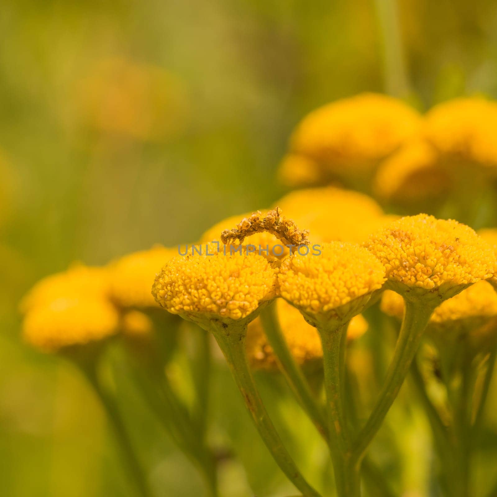 Yellow moth caterpillar crawling on a tansy flower.