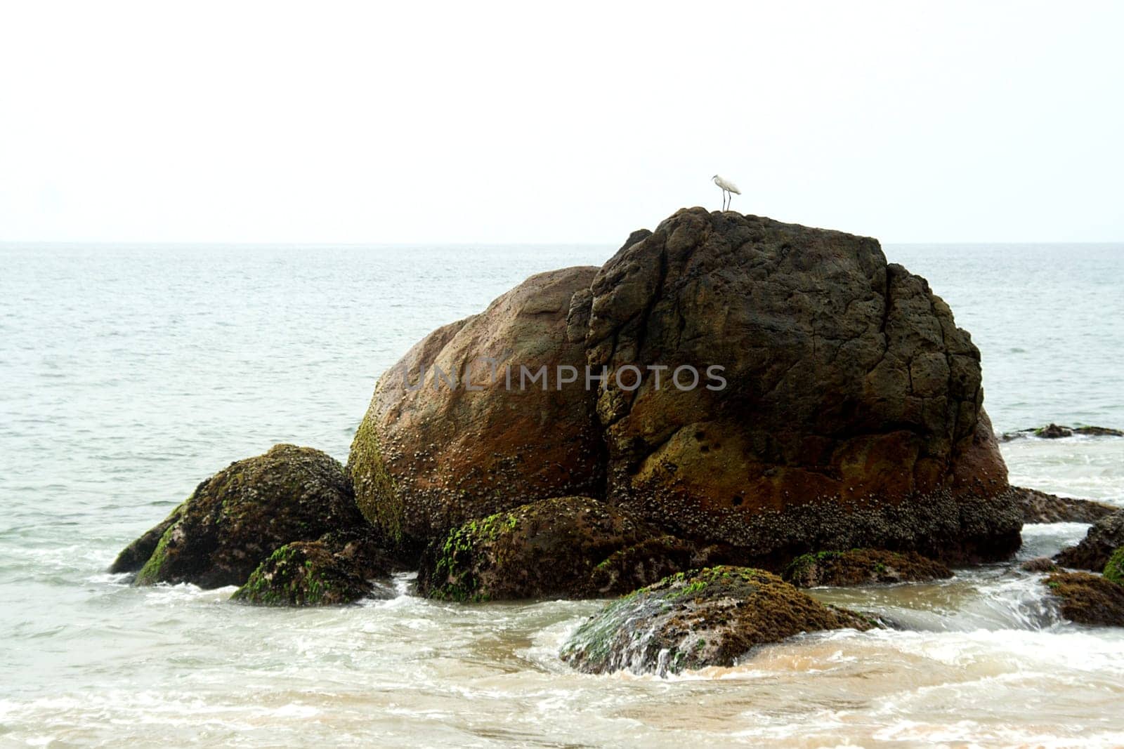 Tiny bird on top of elephant shaped rock at Kovalam Beach in Tiruvanthapuram, Kerala, India, ..Asia..