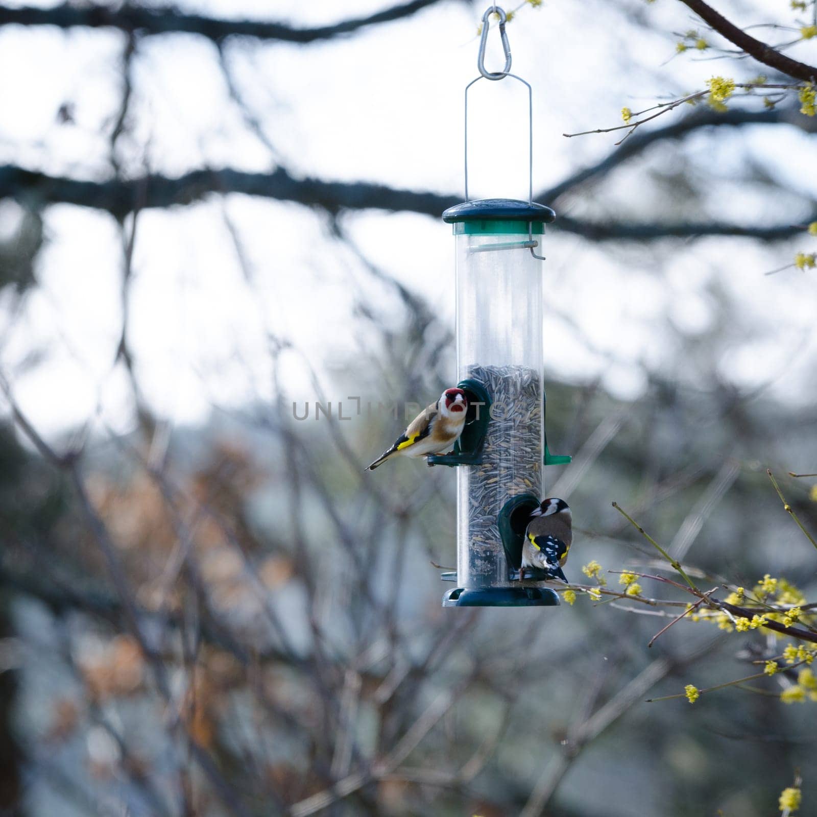 two little beutiful bird watching and eating from the feed in the three
