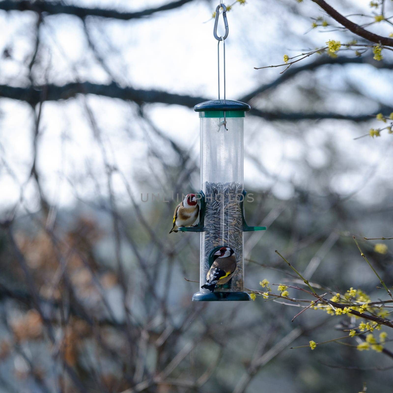 two little beutiful bird watching and eating from the feed in the three