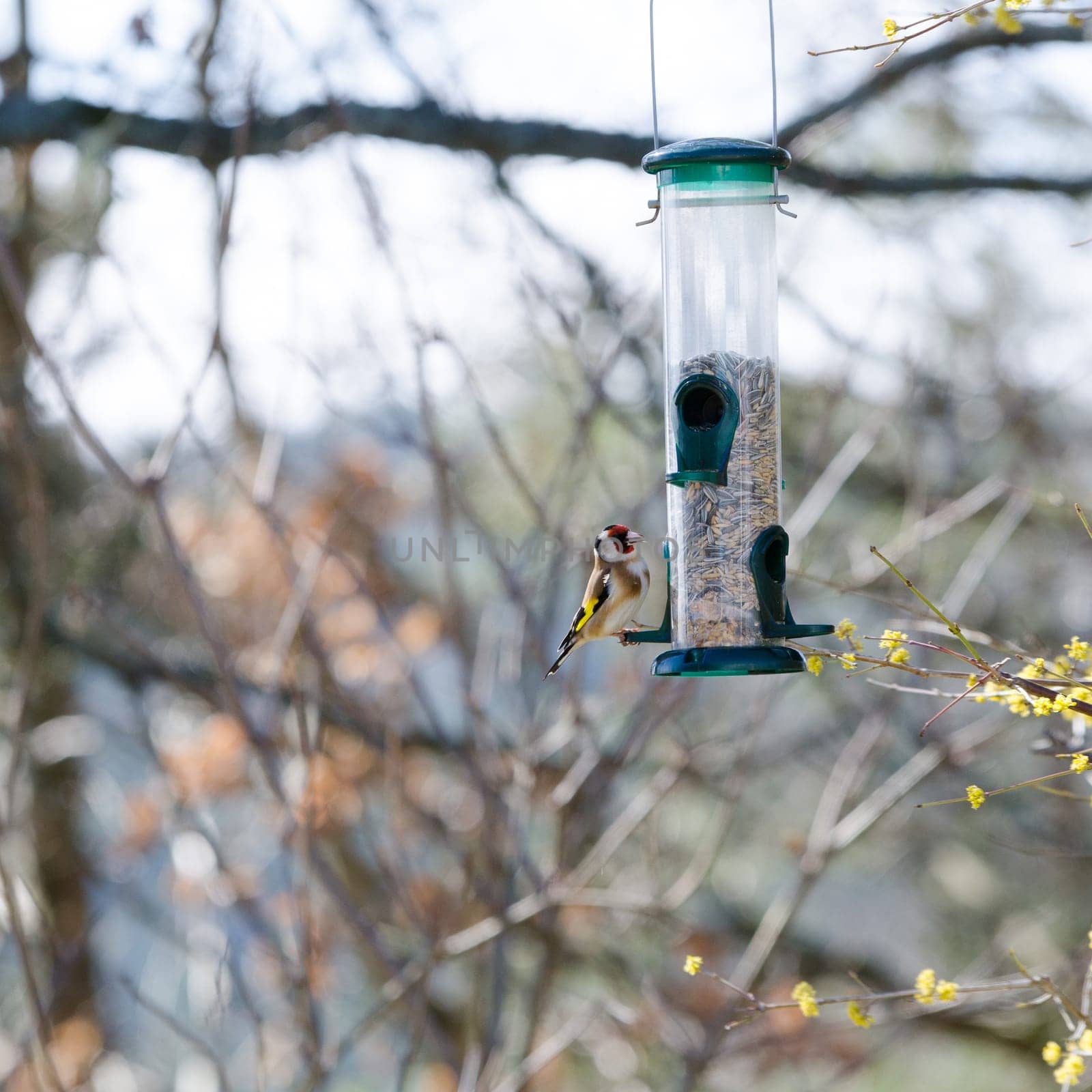 one little beutiful bird watching and eating from the feed in the three