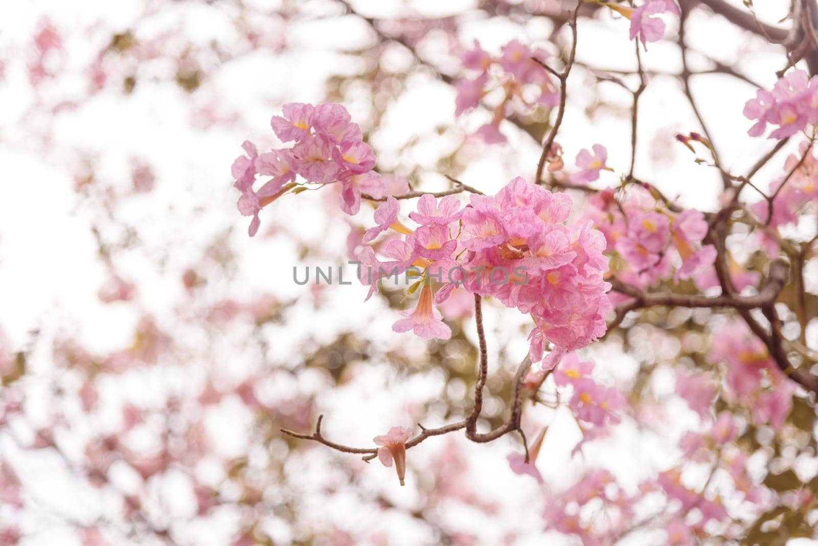 Beautiful Pink Trumpet flower or Tabebuia heterophylla