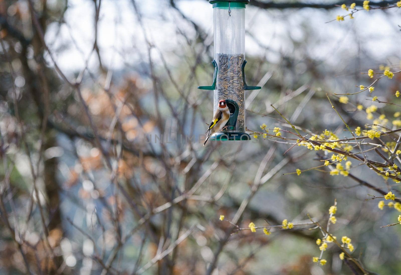 one little beutiful bird watching and eating from the feed in the three