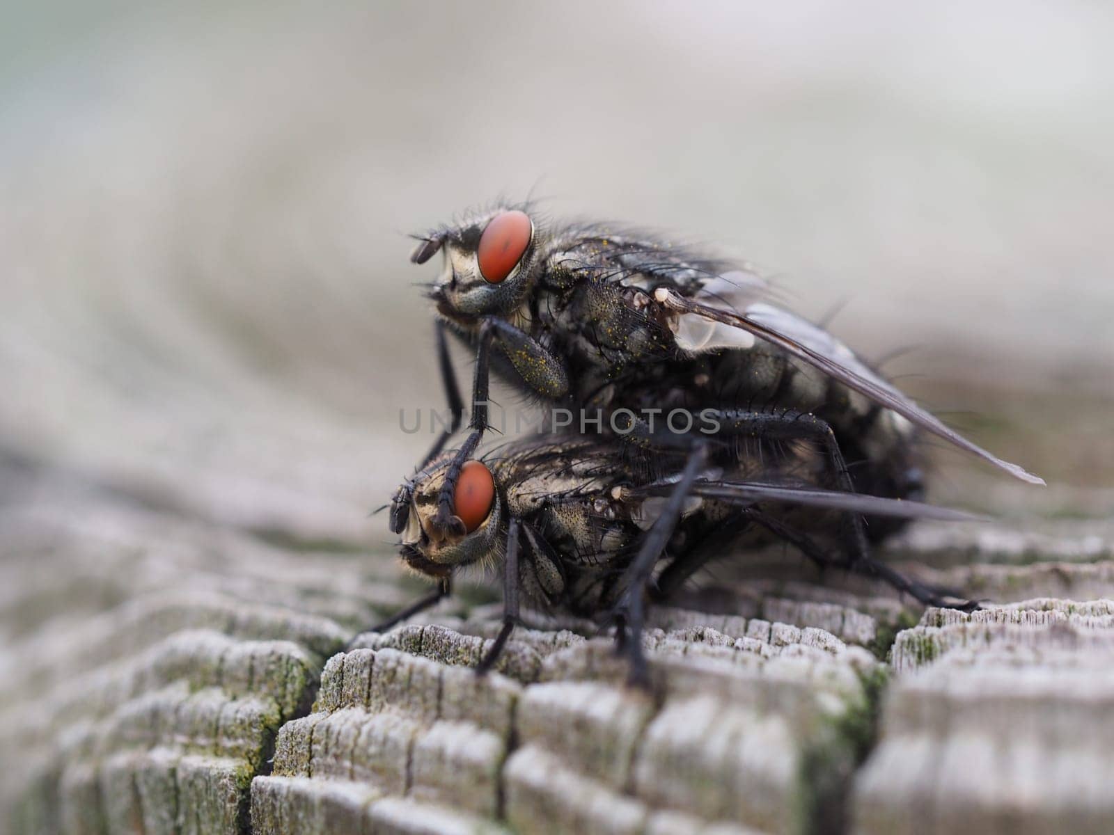 Grey meat fly - mating