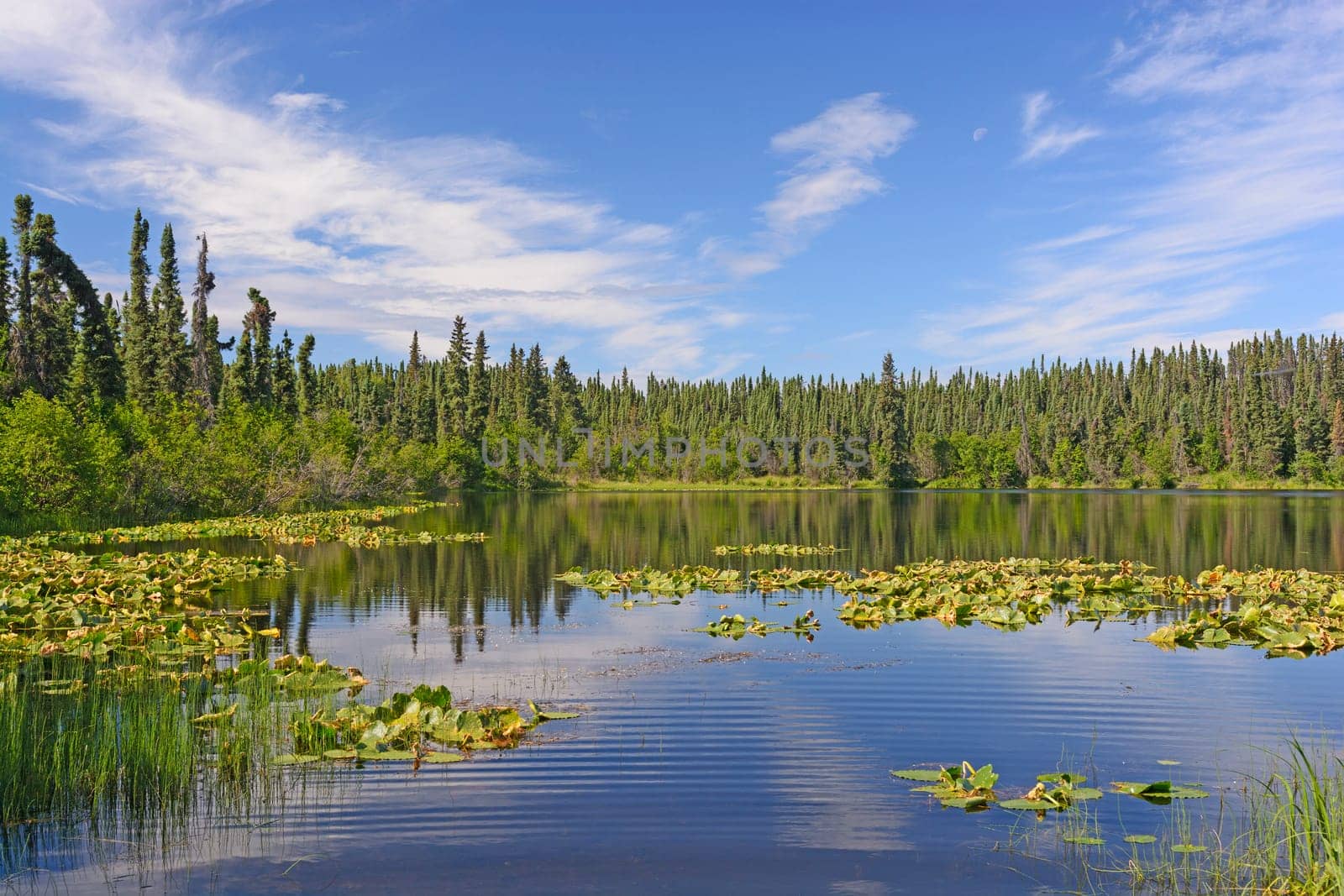 Sun and Lily Pads in the Wilds of the Kenai Wildlife Refuge in Alaska