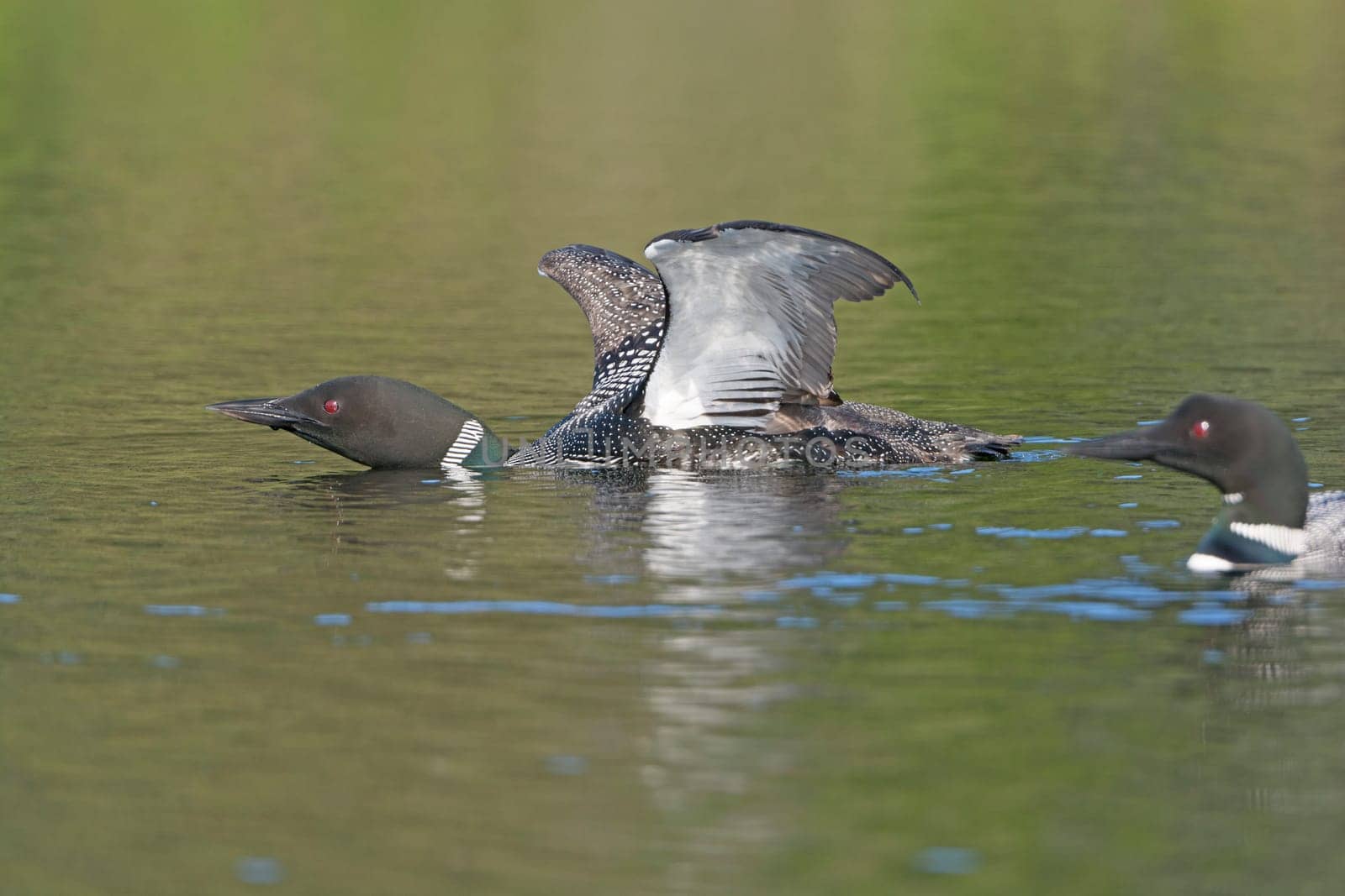 Loon Displaying on Canoe Lake in the Kenai Wildlife Refuge in Alaska