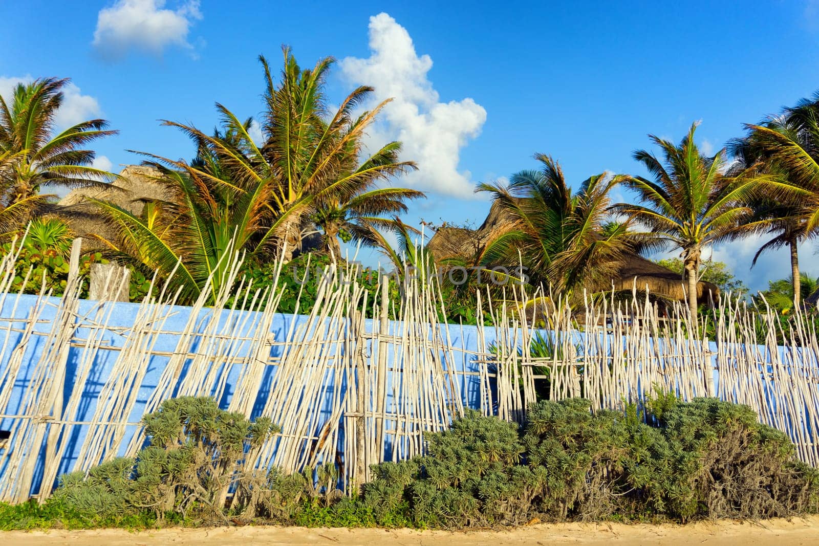 Wall and row of palm trees in Tulum, Mexico