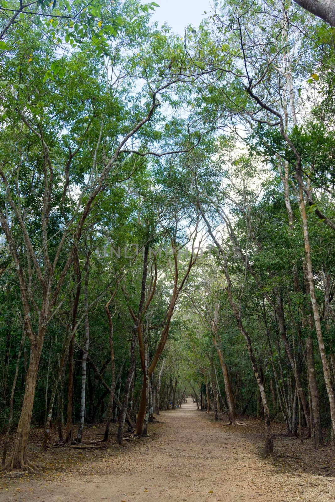 Path through the jungle in the site of the Mayan ruins of Coba, Mexico