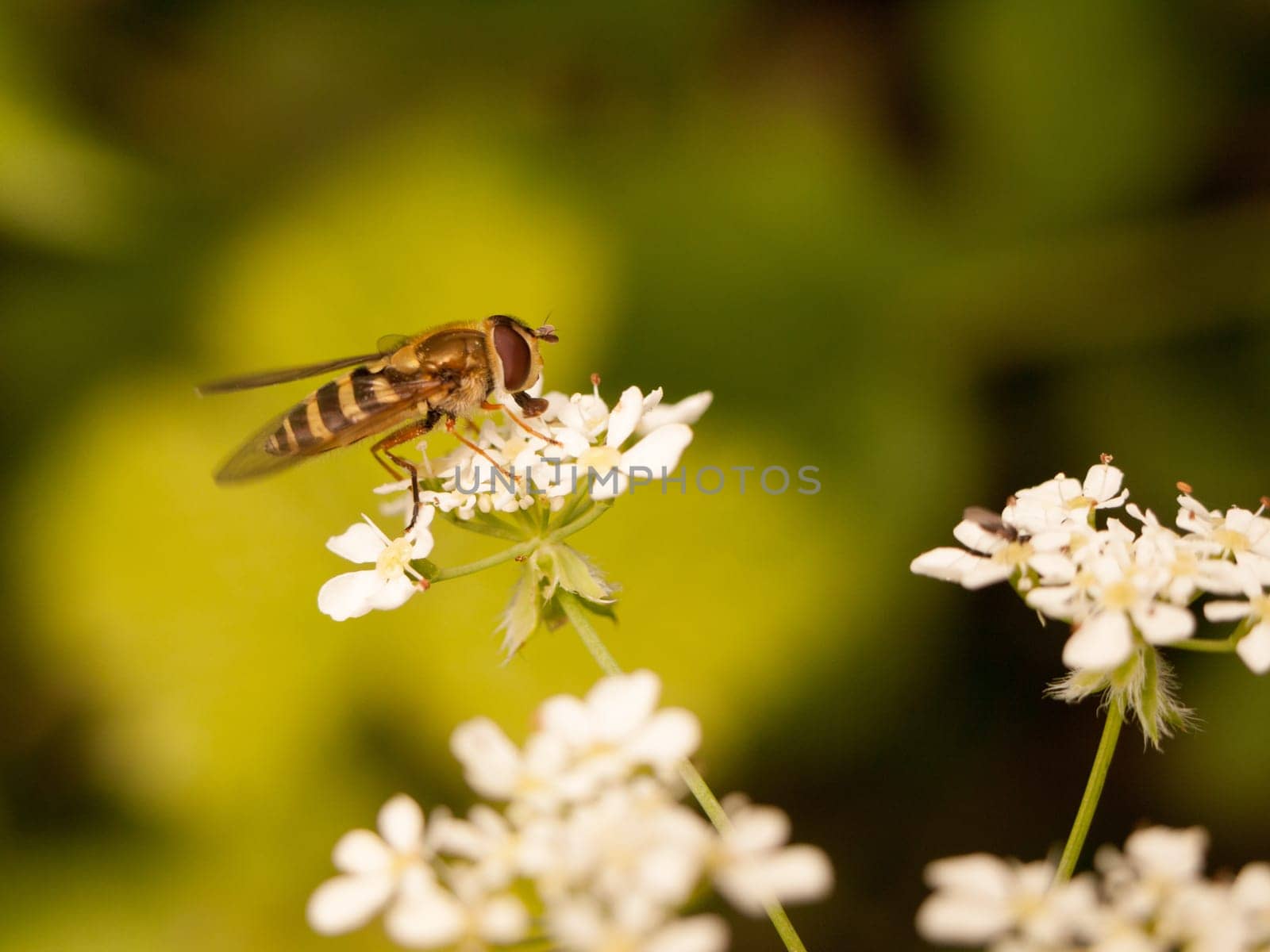 a stripe bug seen from the side close up eyes body and wings eating the pollen from some cow parsley outside in spring light sharp and crisp stripey and striped yellow and black with big eyes