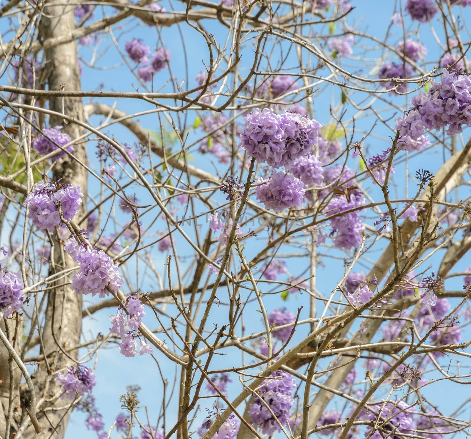 Jacaranda tree with bunches of purple flower in full bloom