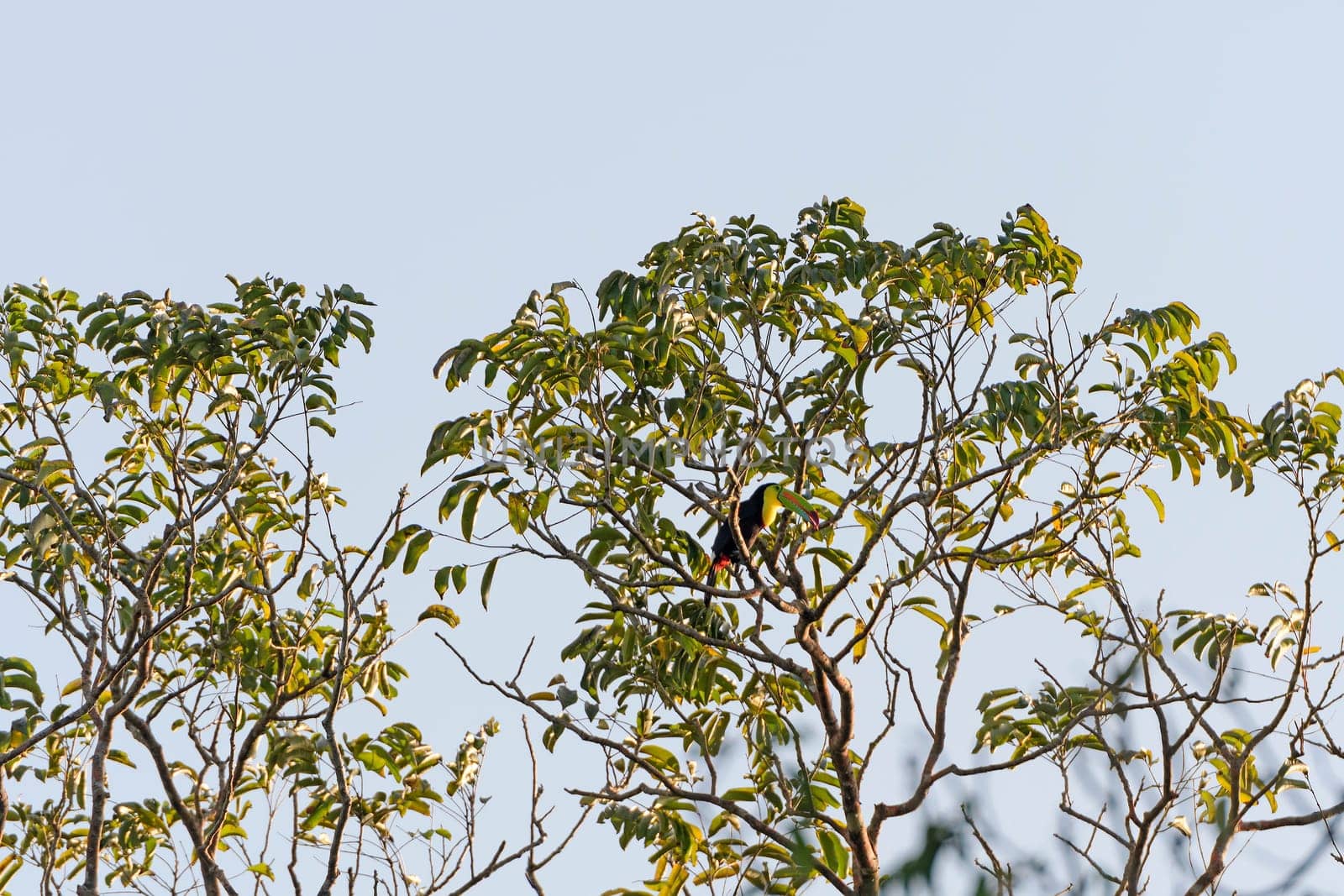 Keel billed Toucan in a Tree in Tortuguero National Park in Costa Rica