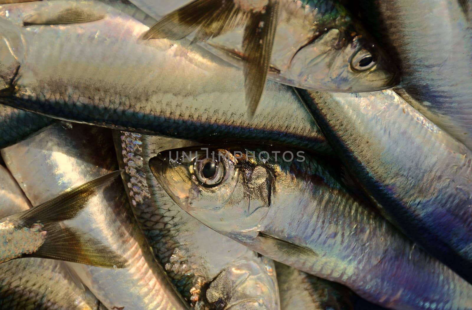 Herrings
