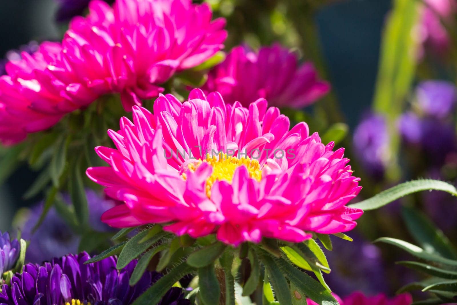 Close - up of big purple flower