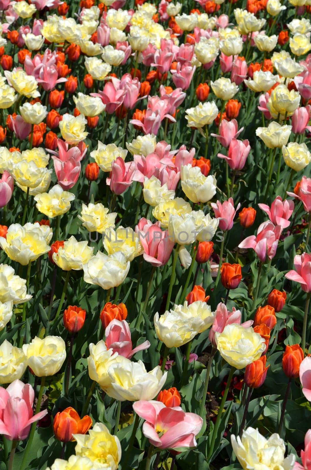 Tulips