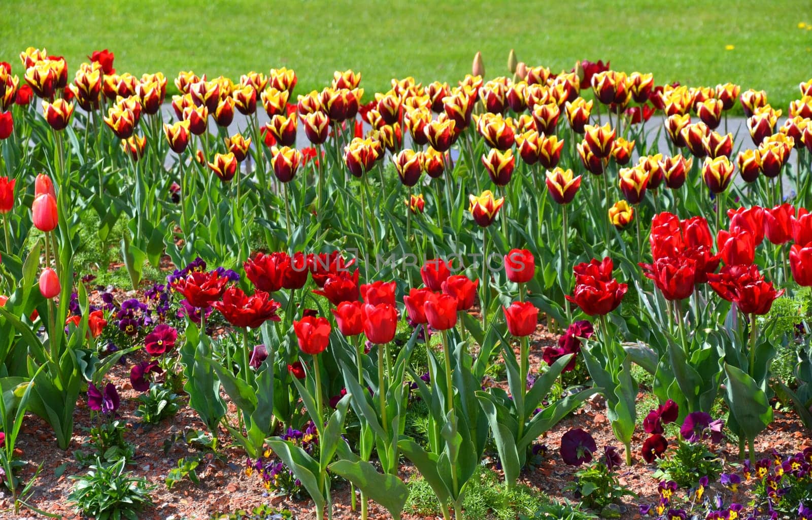 Tulips