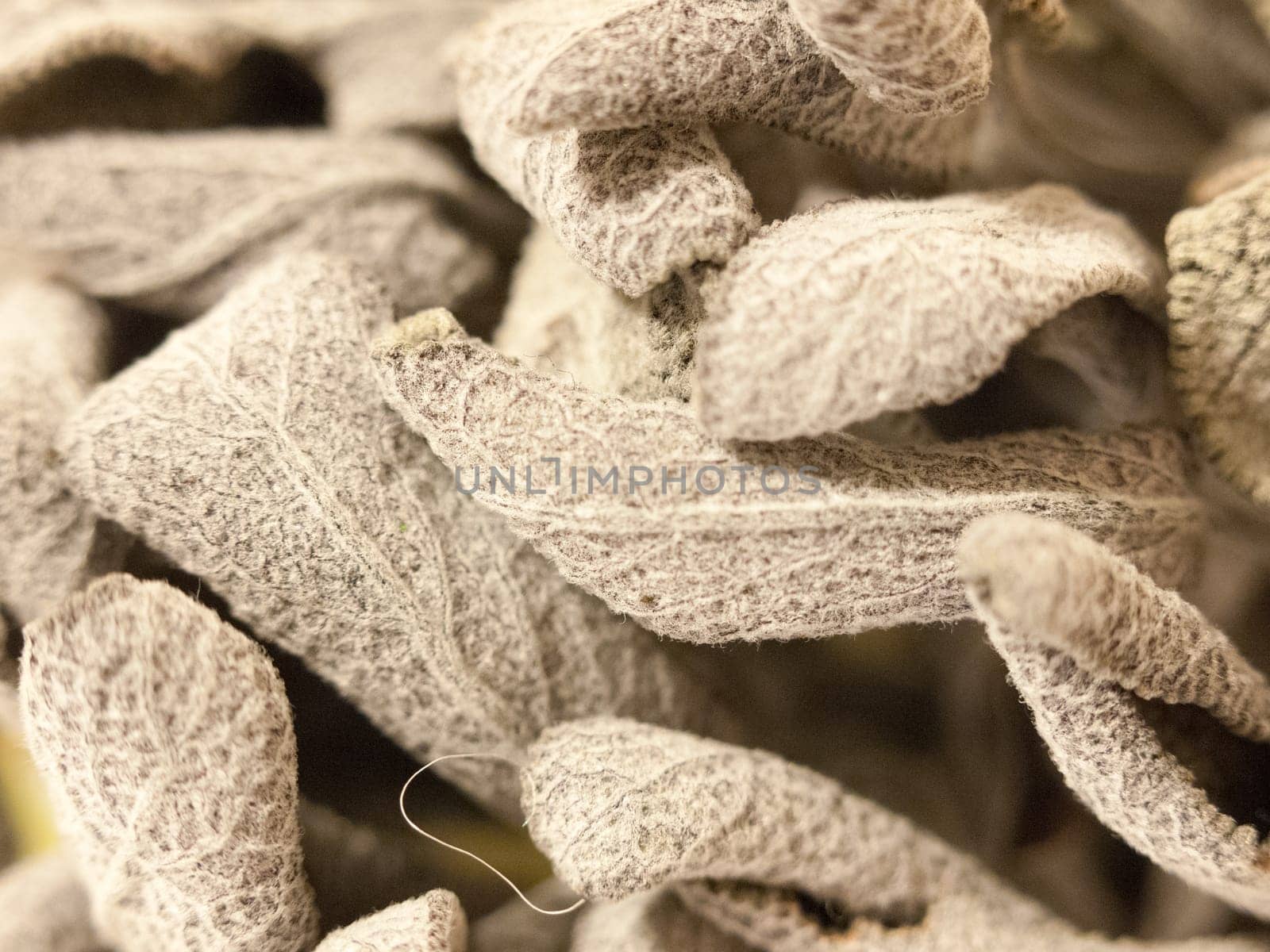 close up texture and detail of some dried sage leaves