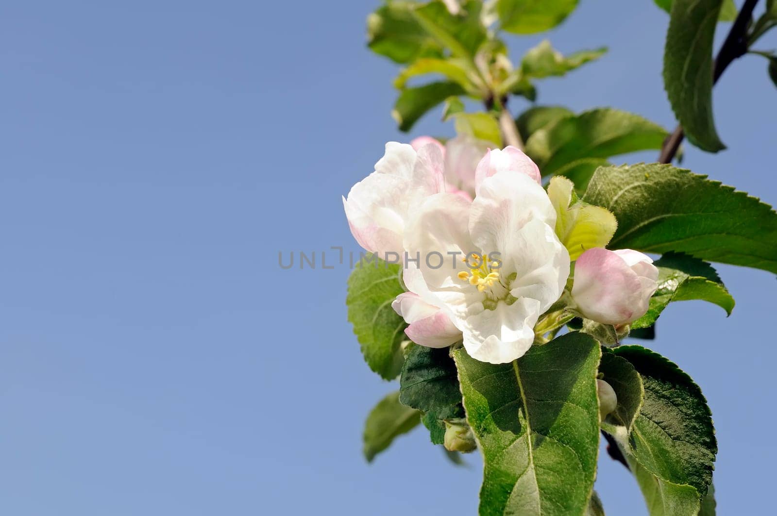Apple blossom