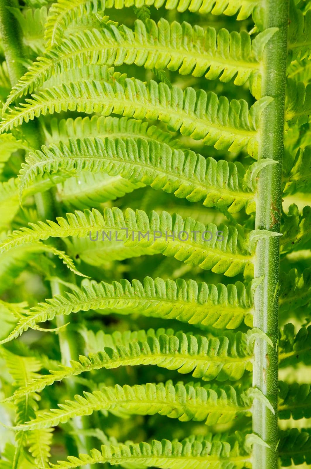 Garden fern