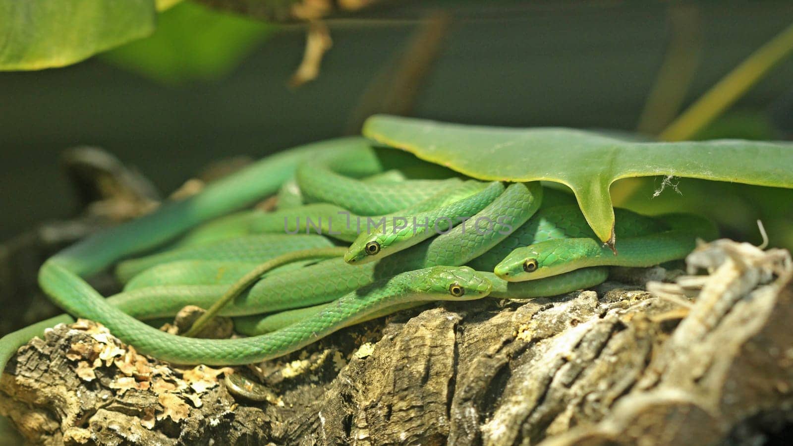 Three Rough Grass Snakes (Opheodrys aestivus)