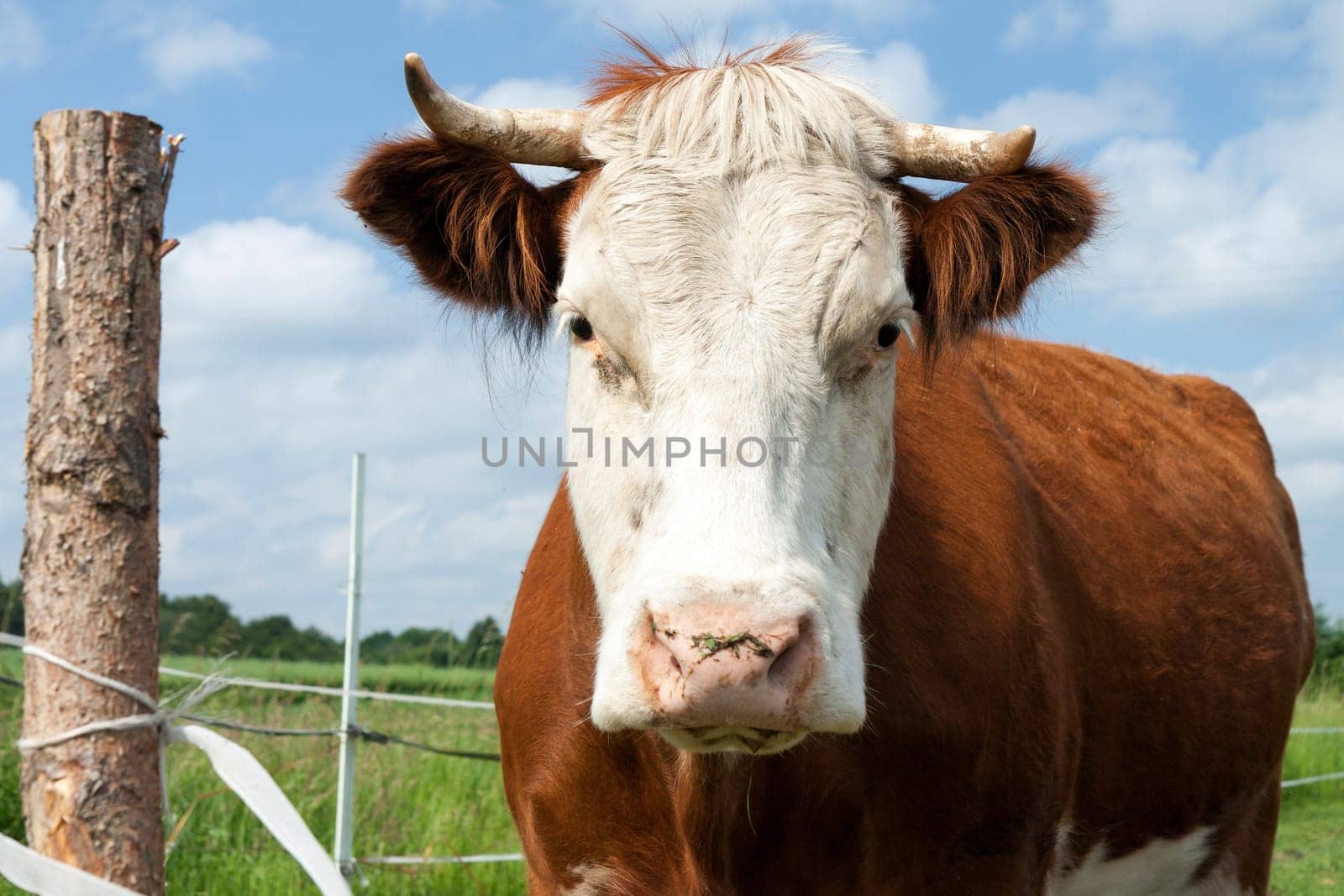 Domestic animal - cow in the pasture, Czech Republic
