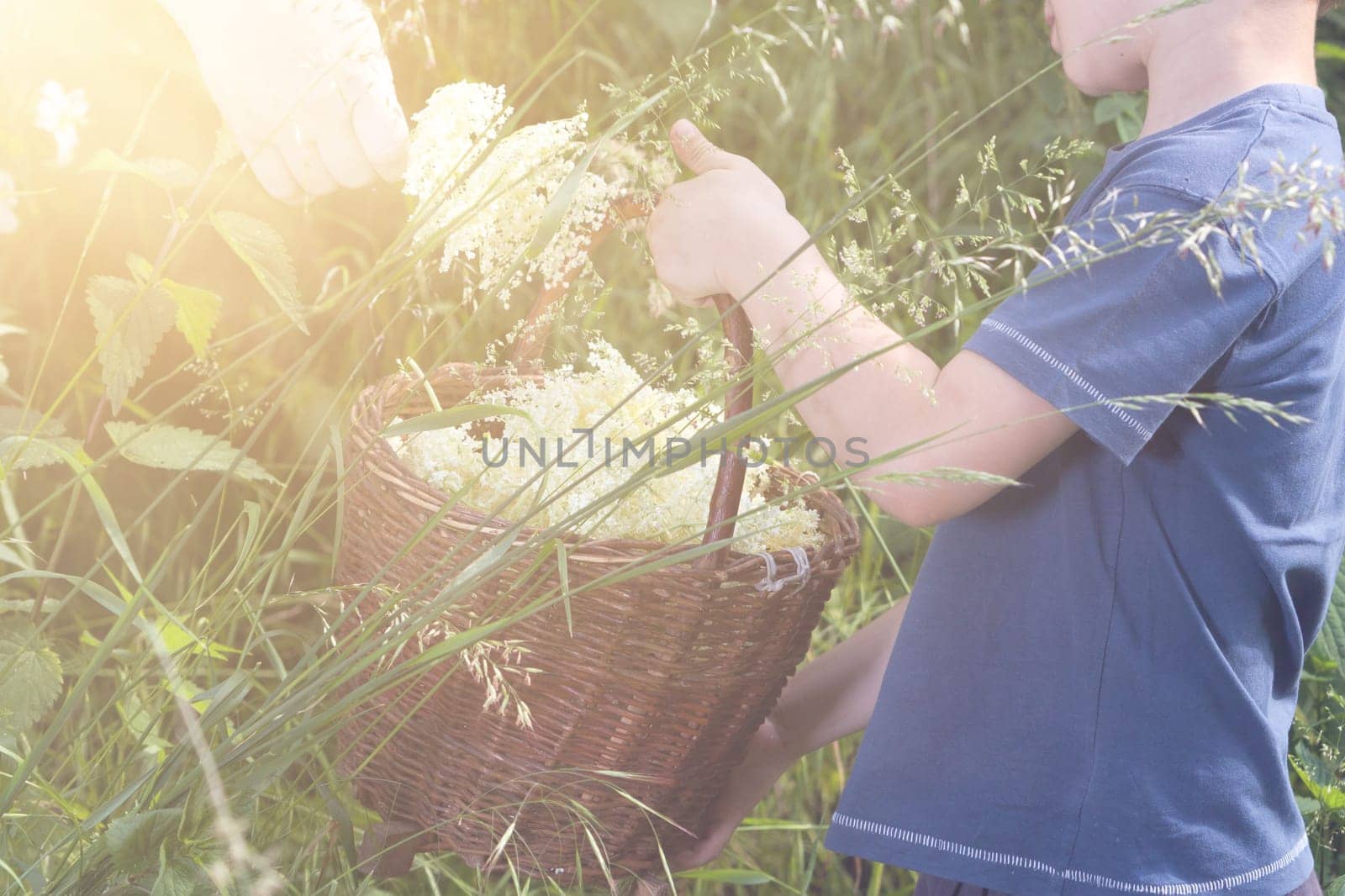 Czech Republic - collecting elder blossom flower - boy with full herbs flower basket