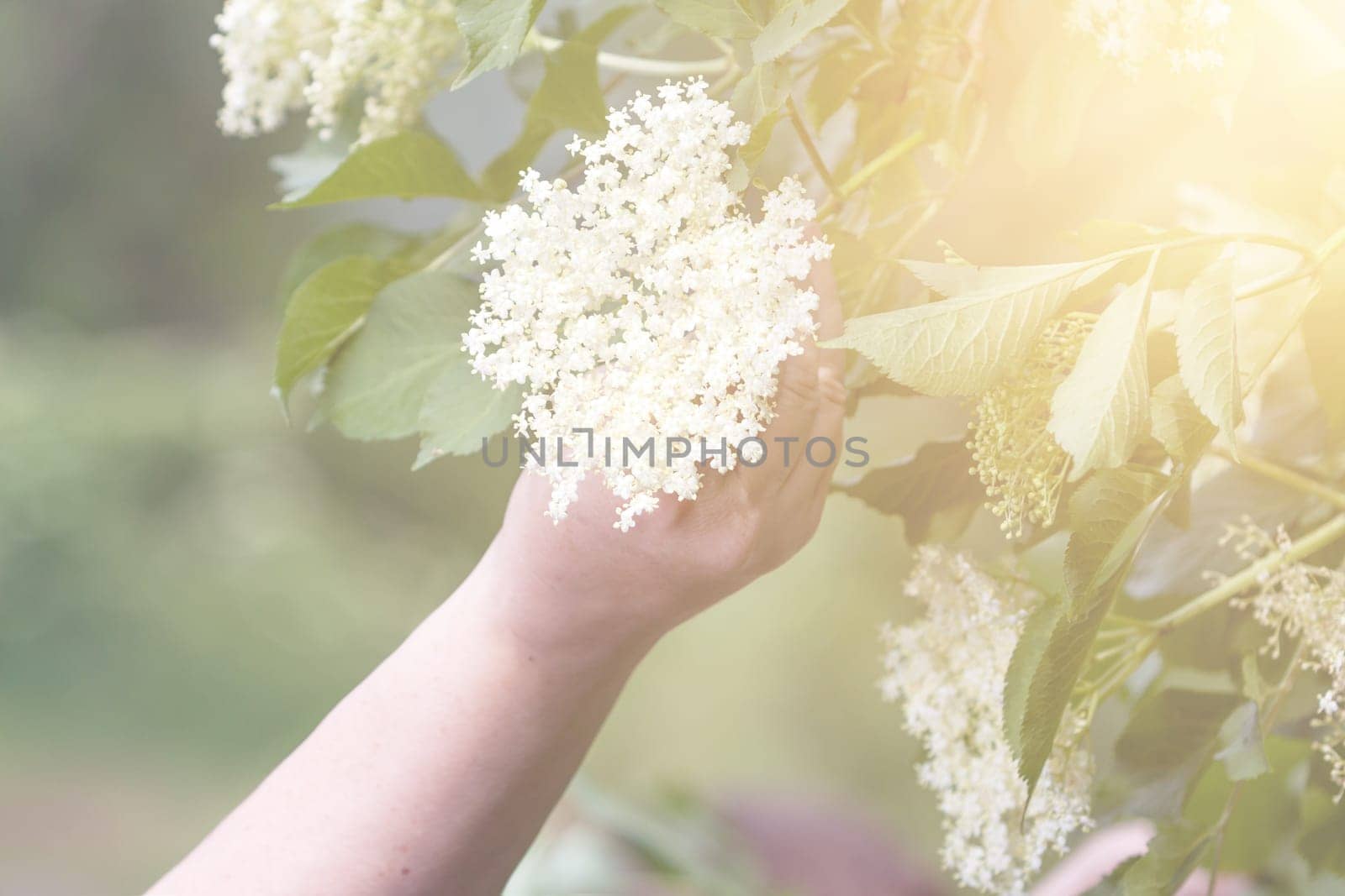 Czech Republic - collecting elder blossom flower