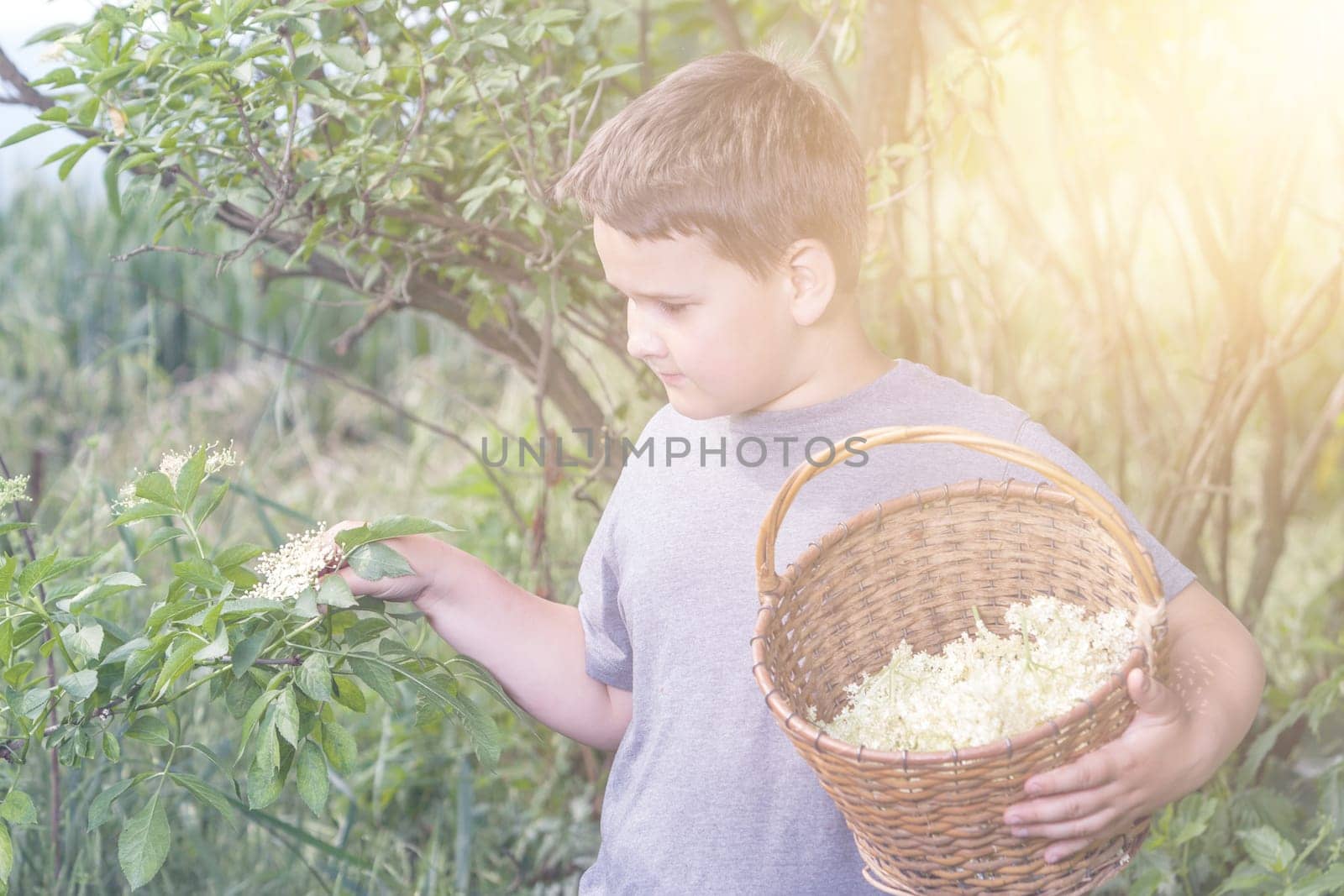 Czech Republic - collecting elder blossom flower - boy with full herbs flower basket