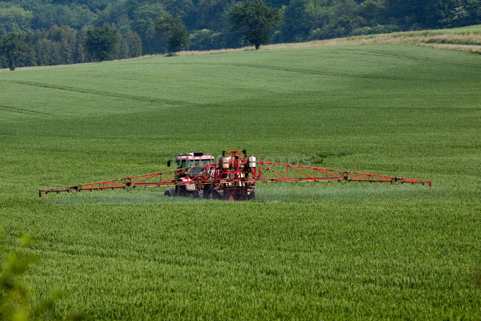 Tractor spraying pesticides on big green field with young grain