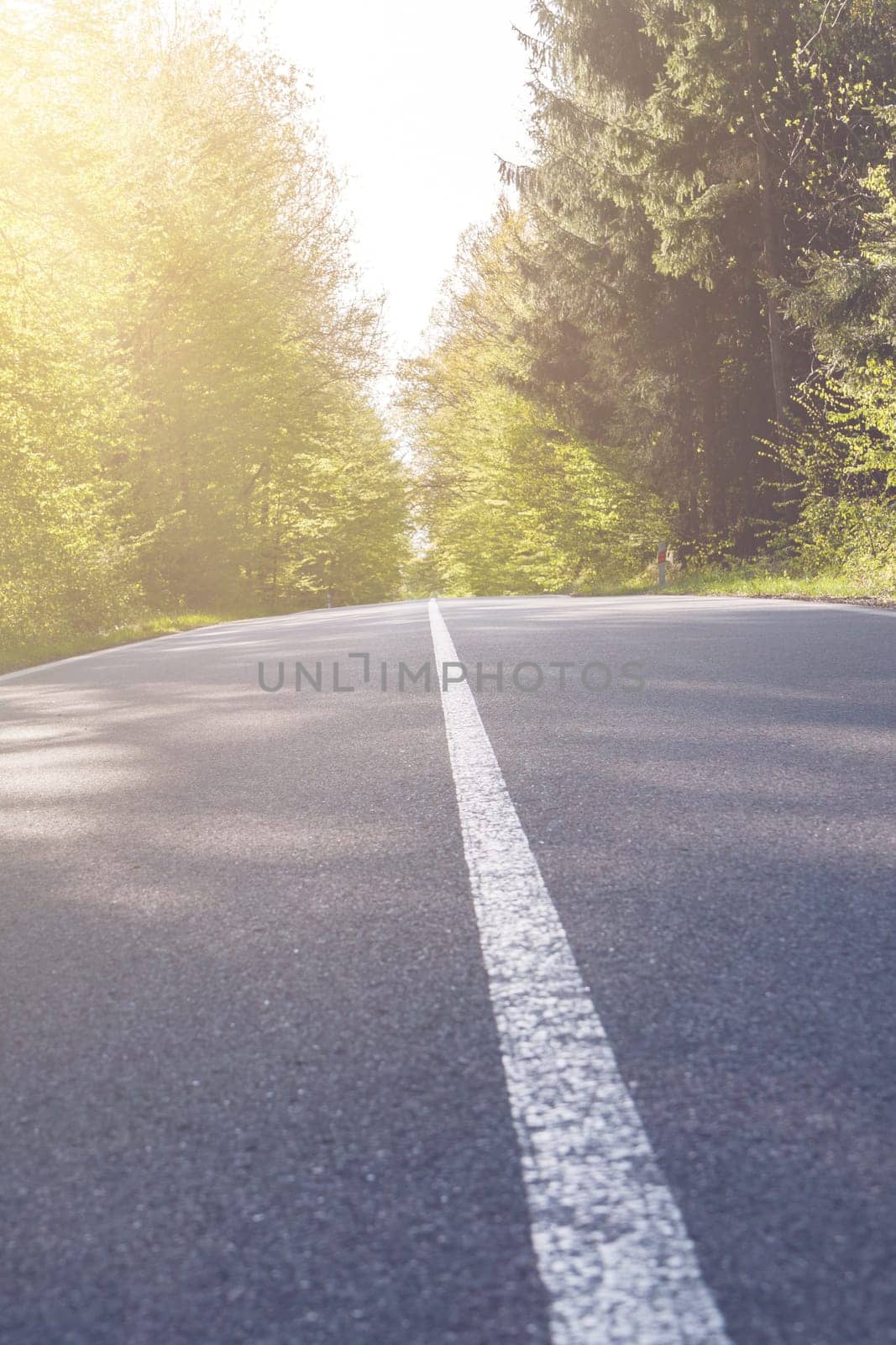 Country asphalt road with tree and sunset flare.