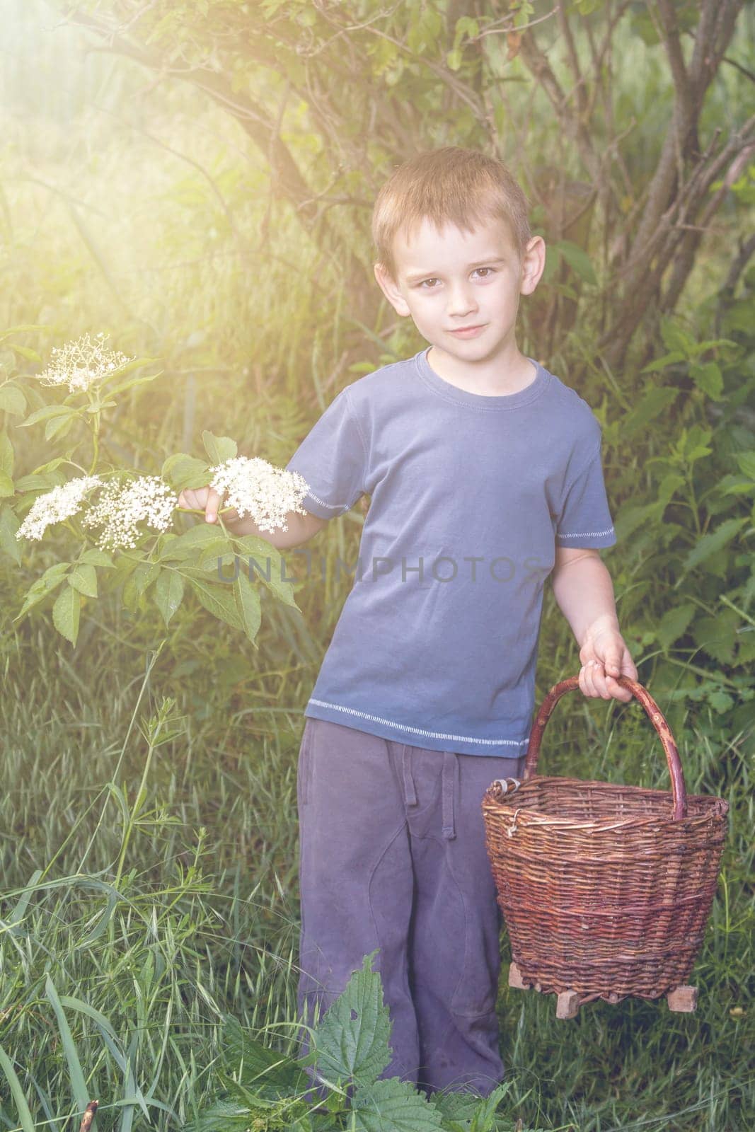 Czech Republic - collecting elder blossom flower - boy with full herbs flower basket