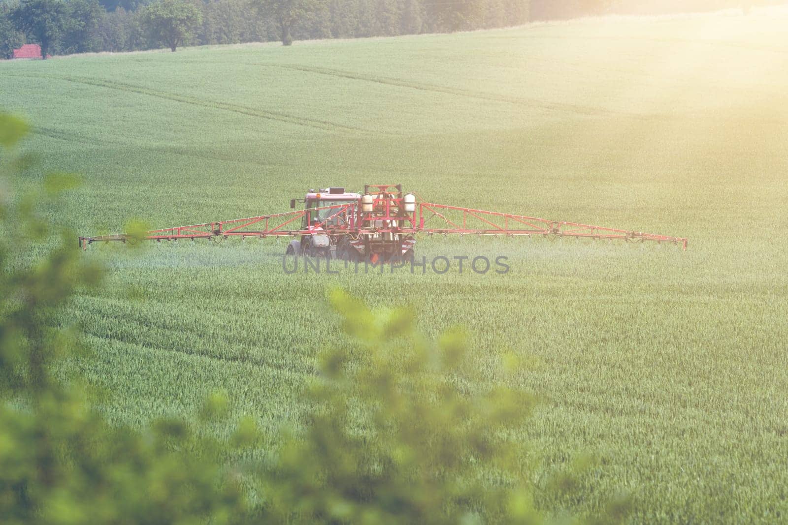 Tractor spraying pesticides on big green field with young grain