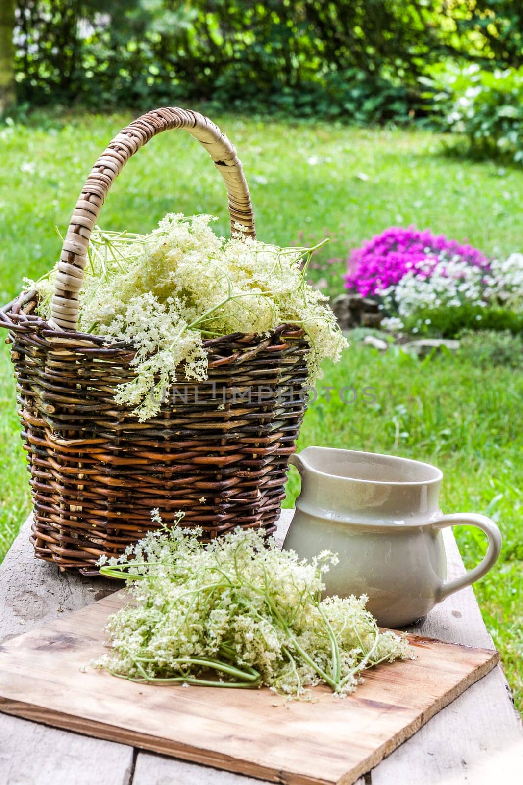 Elder blossom flower in a basket in the garden - herbs to prepare syrup with an old white jug