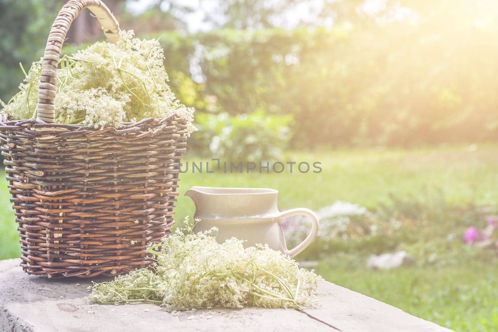 Elder blossom flower in a basket in the garden - herbs to prepare syrup with an old white jug and with sun rays
